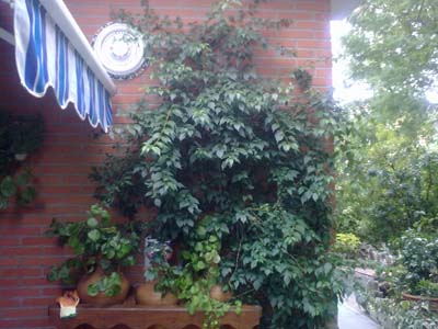 [Foto de planta, jardin, jardineria]