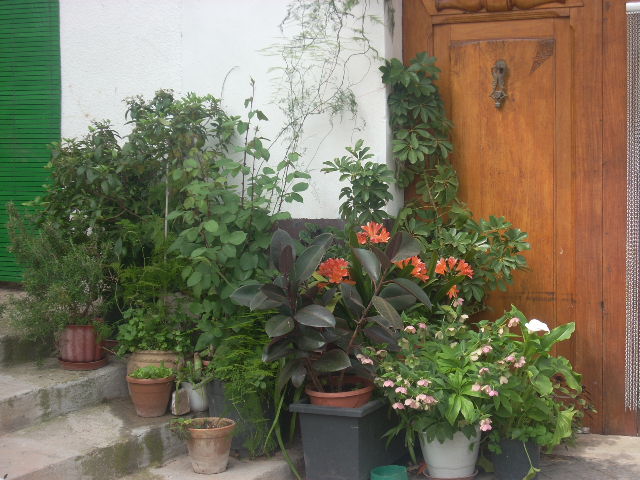 [Foto de planta, jardin, jardineria]