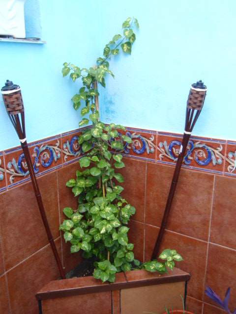 [Foto de planta, jardin, jardineria]