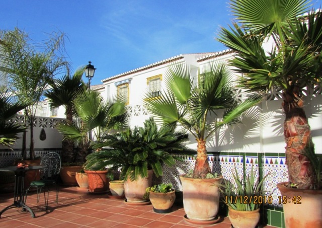 [Foto de planta, jardin, jardineria]