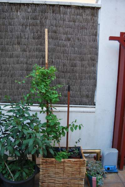 [Foto de planta, jardin, jardineria]