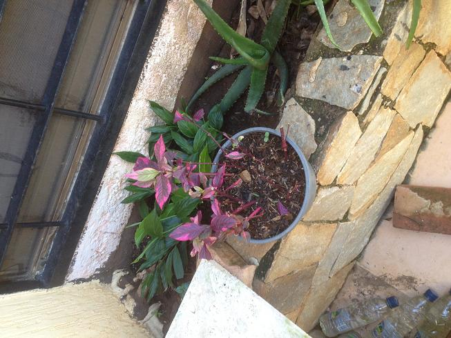 [Foto de planta, jardin, jardineria]