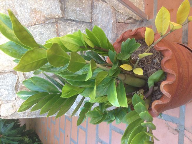 [Foto de planta, jardin, jardineria]
