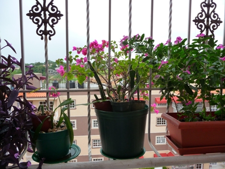 [Foto de planta, jardin, jardineria]