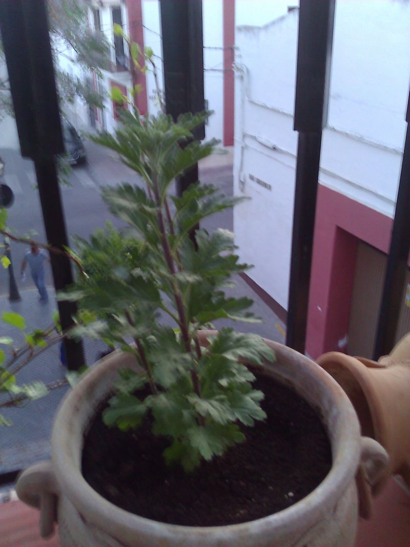 [Foto de planta, jardin, jardineria]