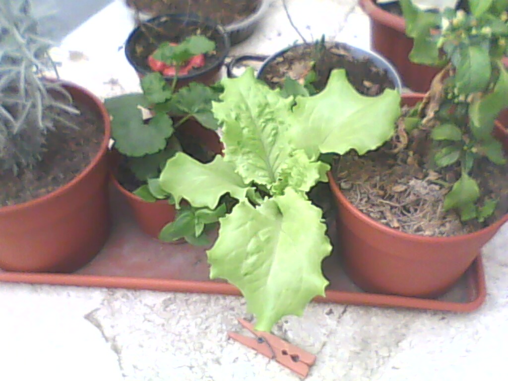 [Foto de planta, jardin, jardineria]
