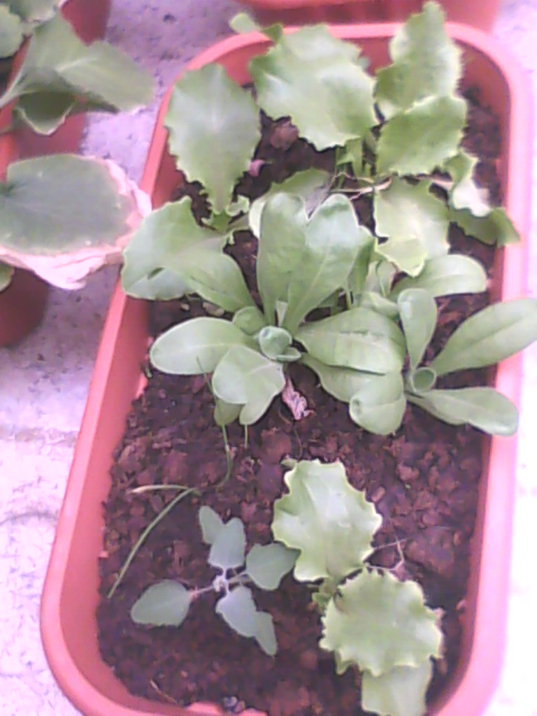 [Foto de planta, jardin, jardineria]