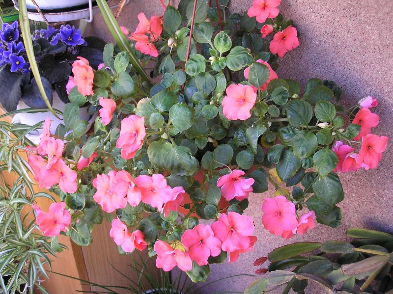 [Foto de planta, jardin, jardineria]