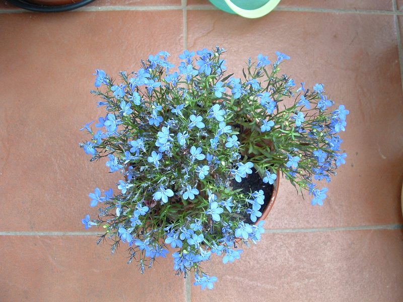 [Foto de planta, jardin, jardineria]