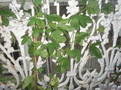 [Foto de planta, jardin, jardineria]
