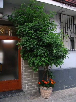 [Foto de planta, jardin, jardineria]