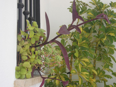[Foto de planta, jardin, jardineria]