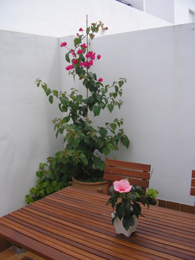 [Foto de planta, jardin, jardineria]