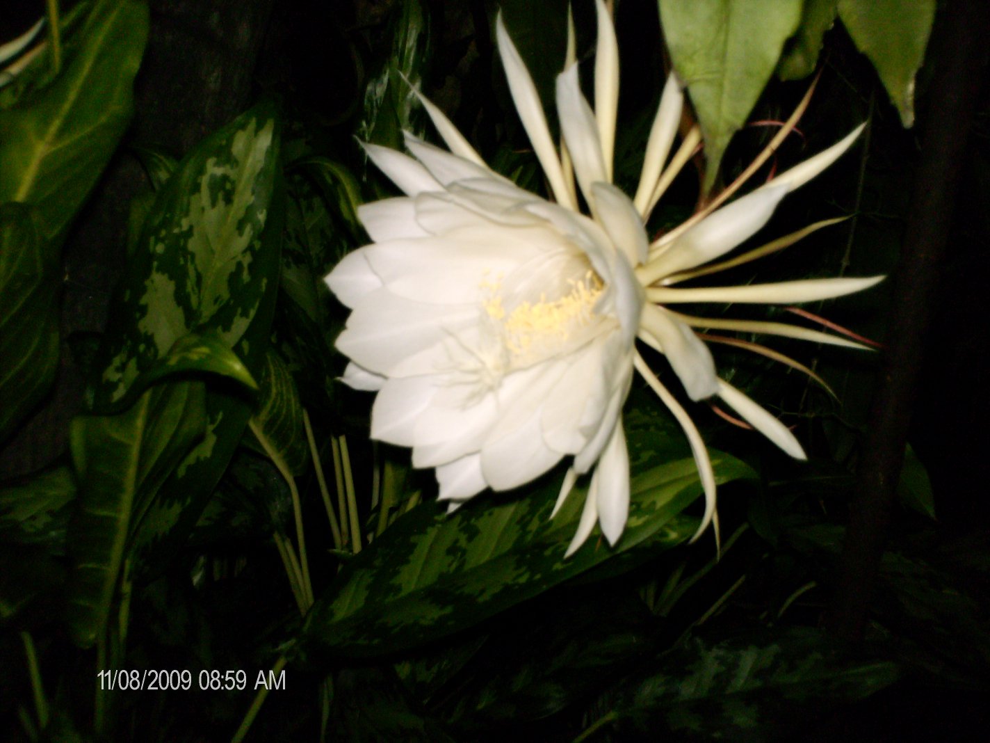 [Foto de planta, jardin, jardineria]