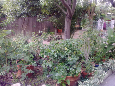 [Foto de planta, jardin, jardineria]