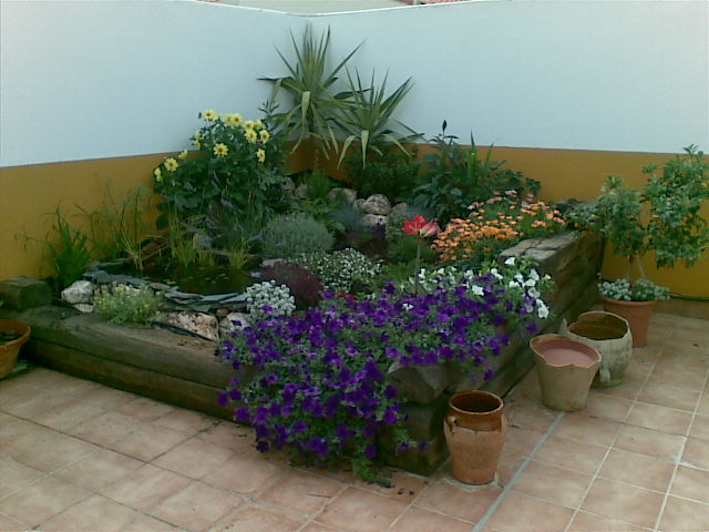 [Foto de planta, jardin, jardineria]