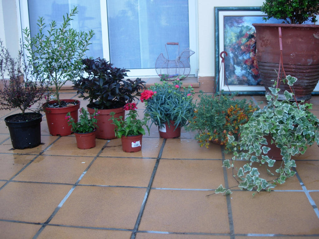 [Foto de planta, jardin, jardineria]