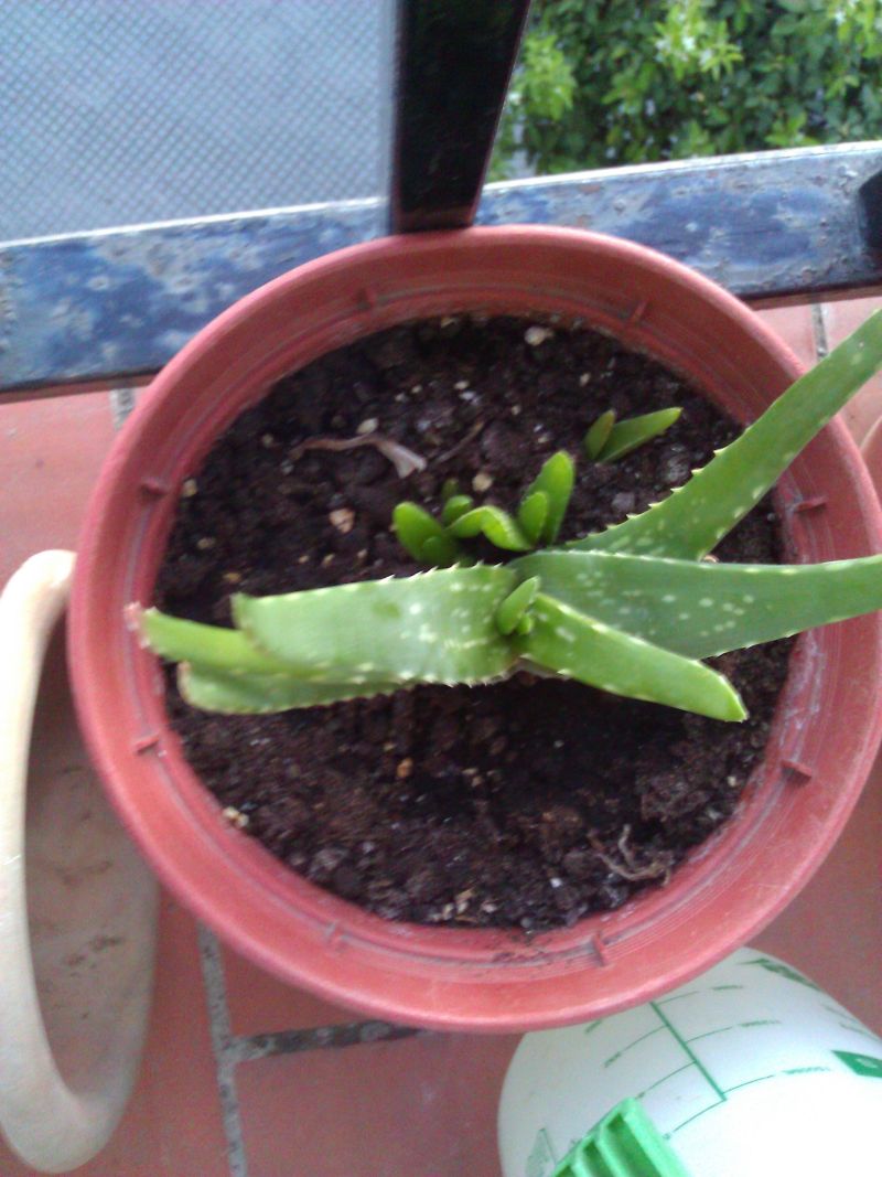 [Foto de planta, jardin, jardineria]