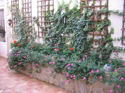 [Foto de planta, jardin, jardineria]