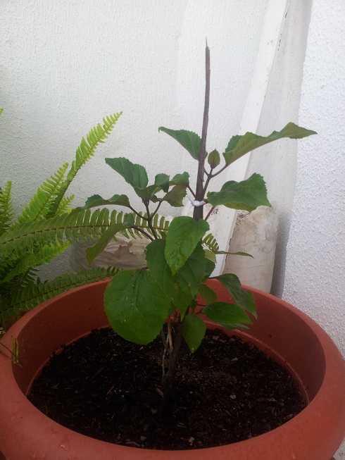 [Foto de planta, jardin, jardineria]
