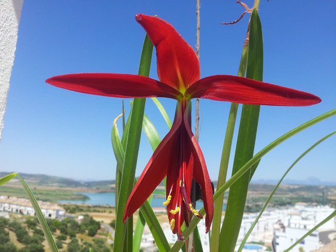 [Foto de planta, jardin, jardineria]