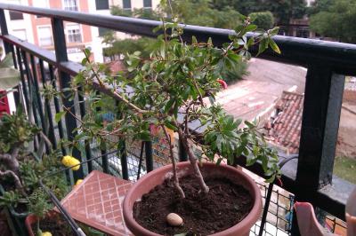 [Foto de planta, jardin, jardineria]