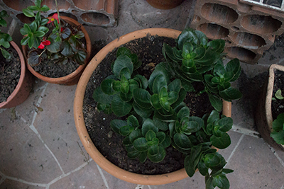 [Foto de planta, jardin, jardineria]