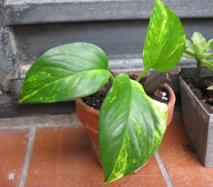 [Foto de planta, jardin, jardineria]