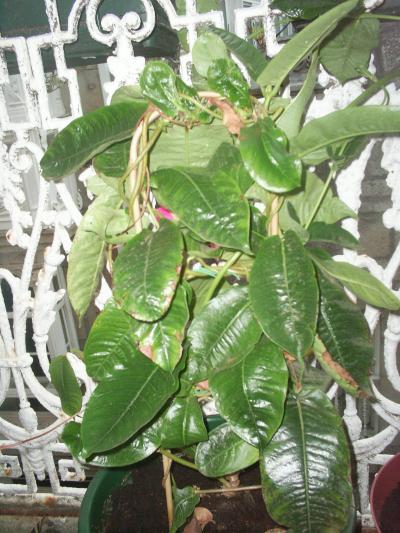 [Foto de planta, jardin, jardineria]