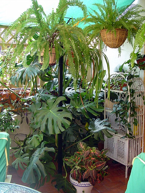 [Foto de planta, jardin, jardineria]
