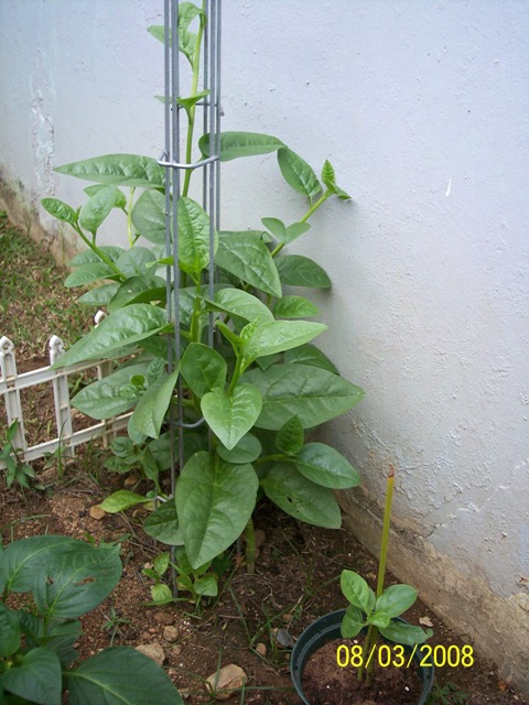 [Foto de planta, jardin, jardineria]