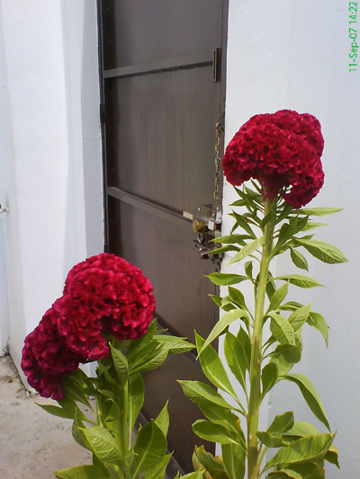 [Foto de planta, jardin, jardineria]