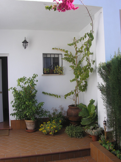 [Foto de planta, jardin, jardineria]