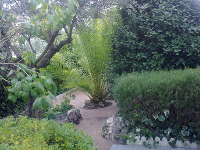 [Foto de planta, jardin, jardineria]
