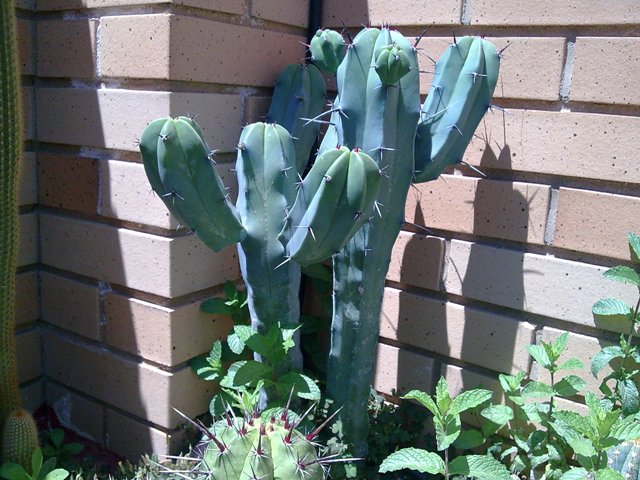 [Foto de planta, jardin, jardineria]