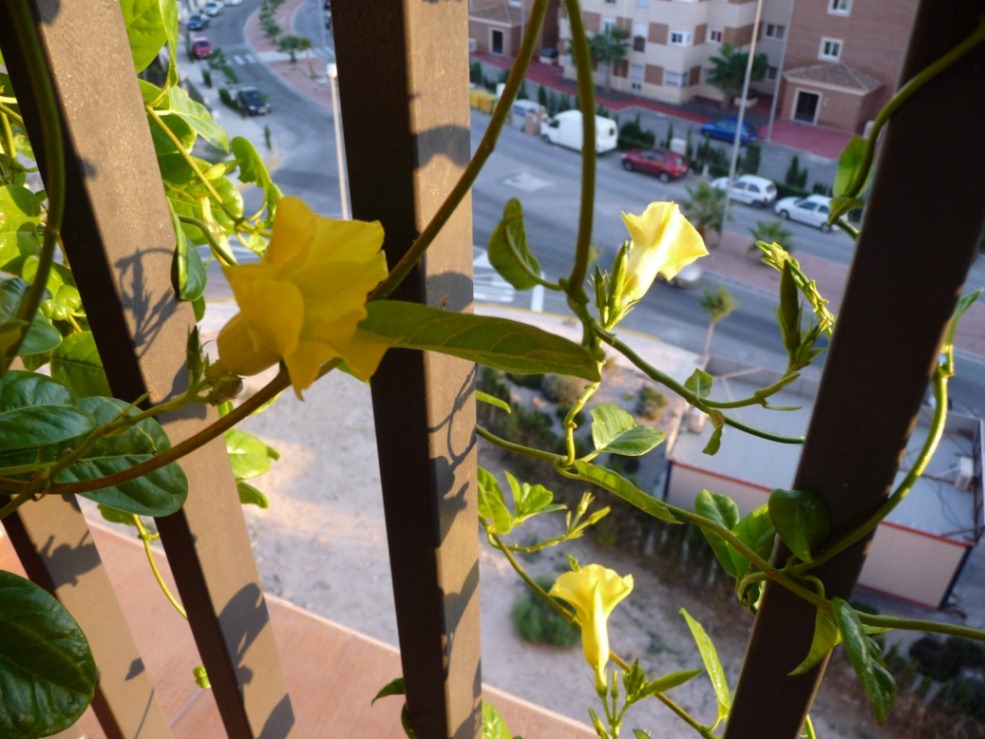 [Foto de planta, jardin, jardineria]