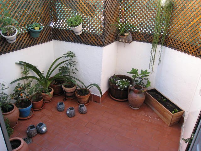 [Foto de planta, jardin, jardineria]