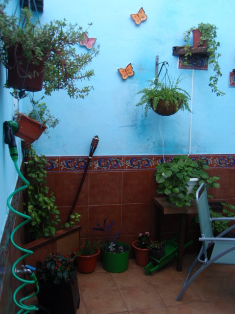 [Foto de planta, jardin, jardineria]