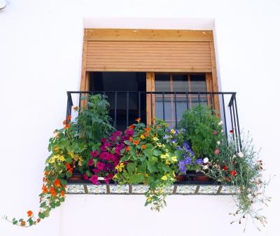 [Foto de planta, jardin, jardineria]