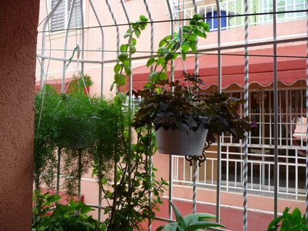 [Foto de planta, jardin, jardineria]