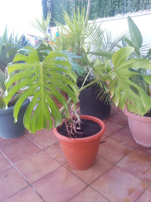 [Foto de planta, jardin, jardineria]
