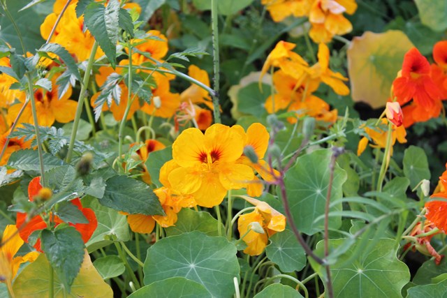 [Foto de planta, jardin, jardineria]