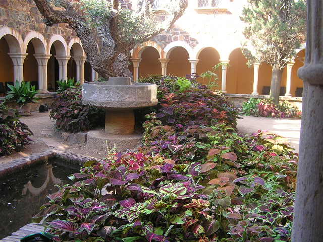 [Foto de planta, jardin, jardineria]