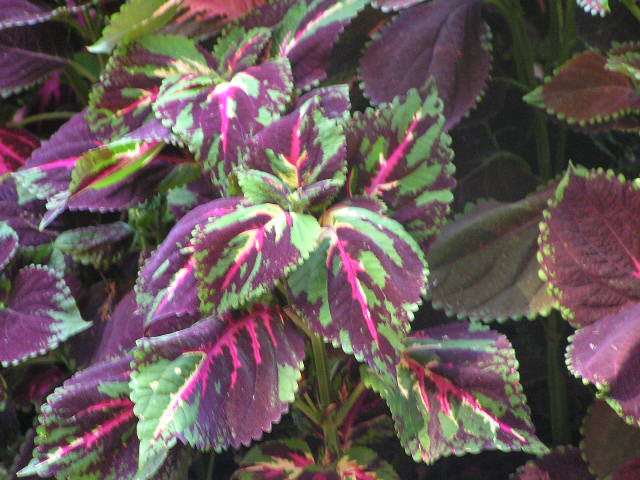 [Foto de planta, jardin, jardineria]