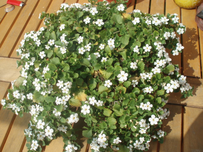 [Foto de planta, jardin, jardineria]