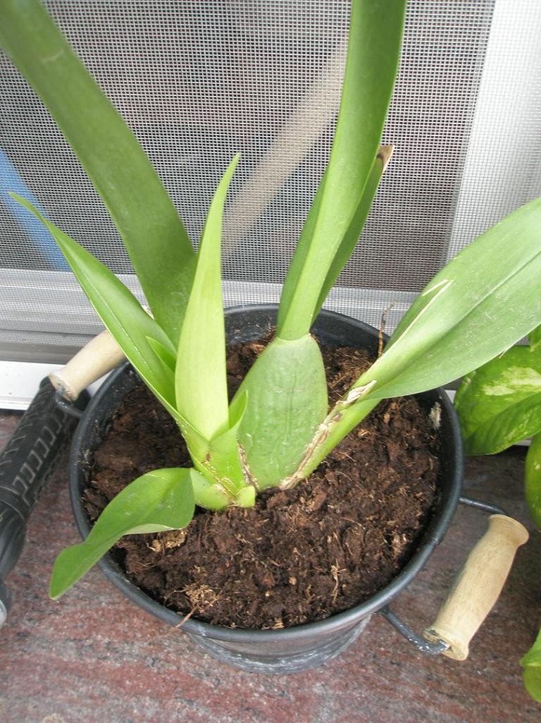 [Foto de planta, jardin, jardineria]