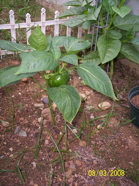 [Foto de planta, jardin, jardineria]