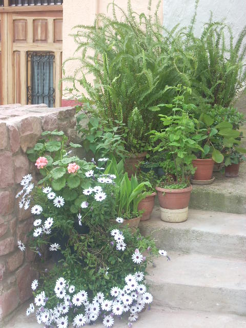 [Foto de planta, jardin, jardineria]