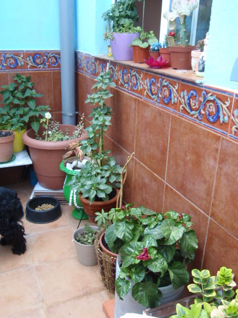 [Foto de planta, jardin, jardineria]