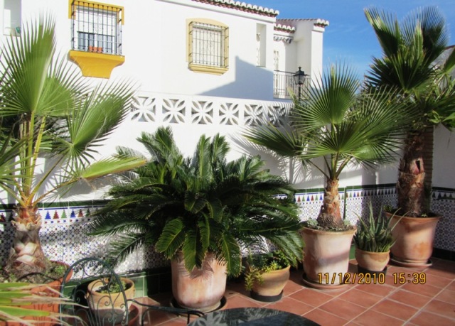 [Foto de planta, jardin, jardineria]